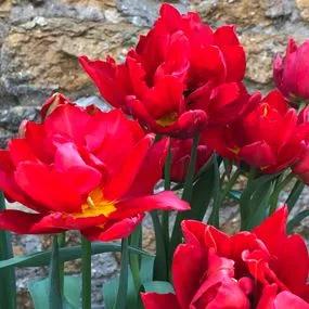 Abba Tulip (Tulipa Abba) Img 3